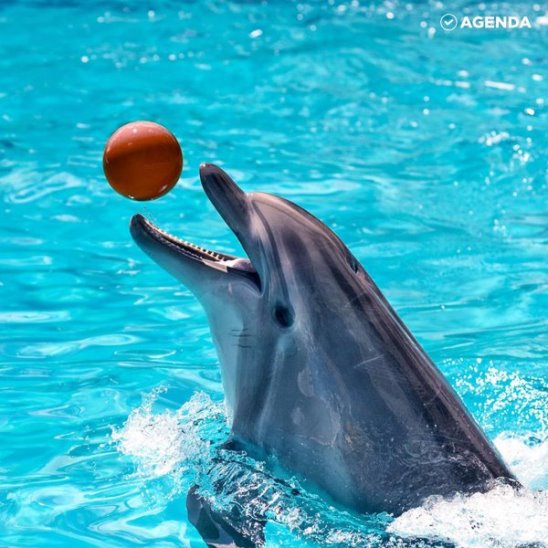 Свободу китам и дельфинам!