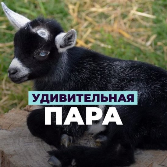 Возмутитель спокойствия: козлик-танцор смотреть онлайн Возмутитель спокойствия: козлик-танцор