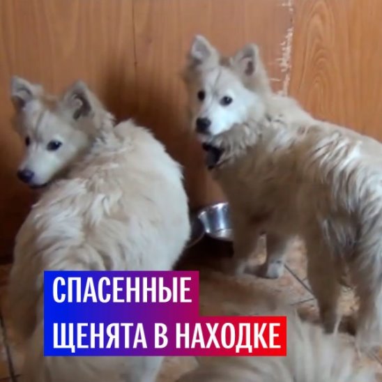Российские моряки спасли щенков
