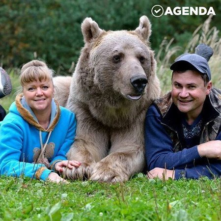 Медведь-семьянин