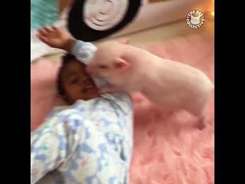 После просмотра этого видео, Вы точно захотите себе домой свинку