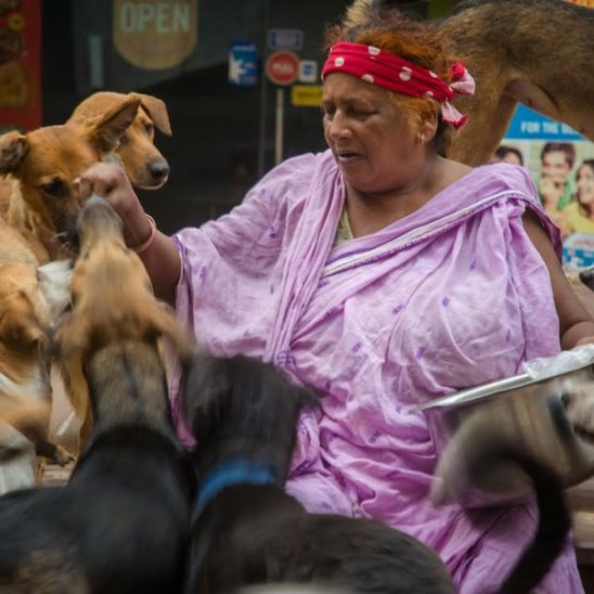 Женщина в одиночку спасает от голода бездомных собак