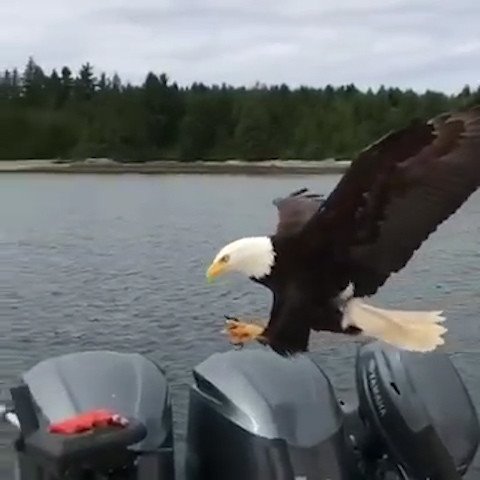 Орел спикировал на лодку канадского рыбака и украл рыбу