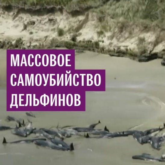 Дельфины выбросились на берег