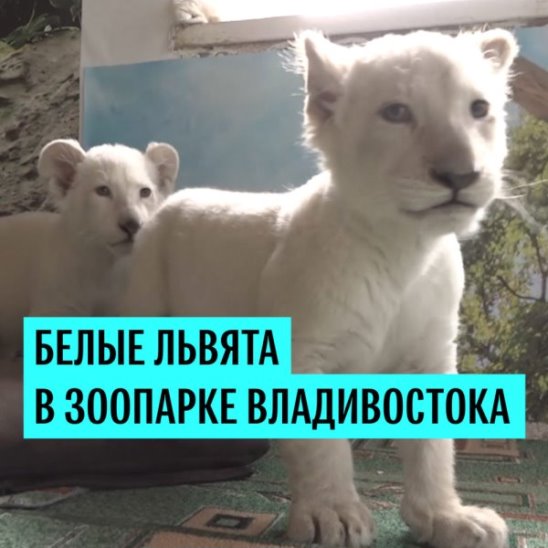 Белые львята в зоопарке Владивостока