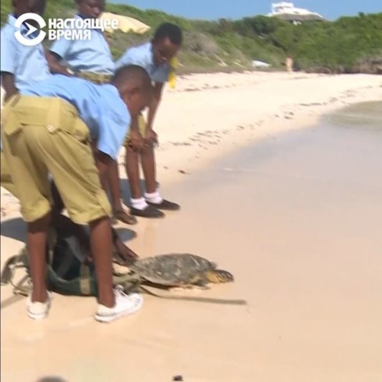 Жители Кении спасают черепах от пластика