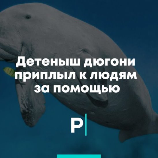 Детеныш дюгони приплыл к людям за помощью смотреть онлайн Детеныш дюгони приплыл к людям за помощью