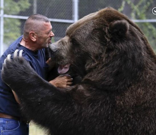 Этот мужчина вырастил огромного медведя как родного ребёнка