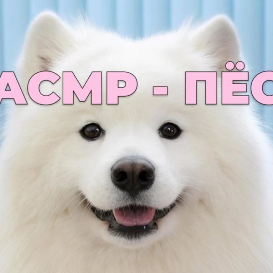 АСМР — пёс смотреть онлайн АСМР — пёс
