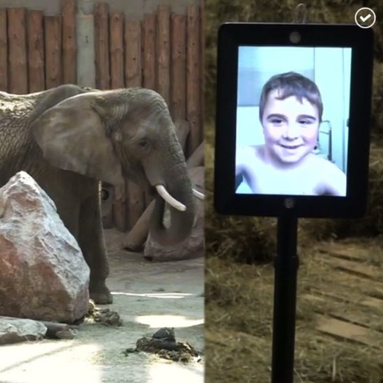 Этот польский робот помогает больным детям посетить зоопарк