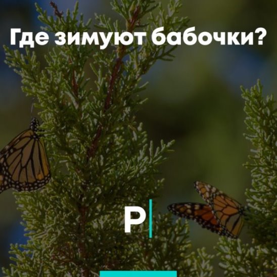Где зимуют бабочки? смотреть онлайн Где зимуют бабочки?
