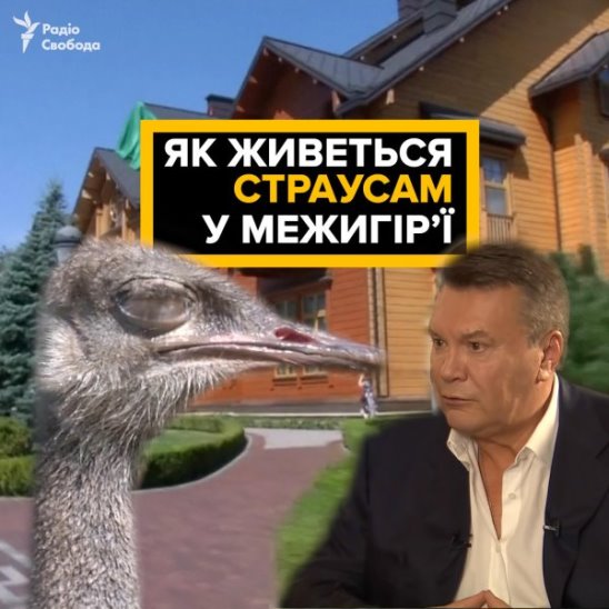 Як справи в страусів Януковича