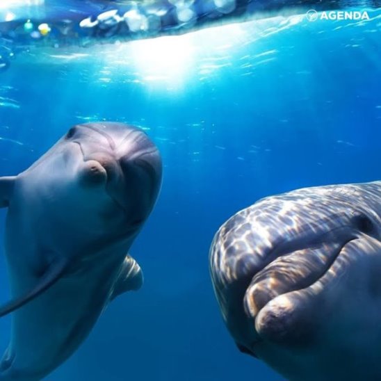 Дельфины под кайфом