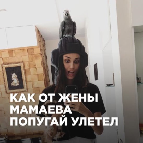 Как от жены Мамаева попугай улетел