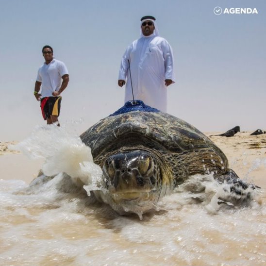 Как в Дубае помогают больным черепахам