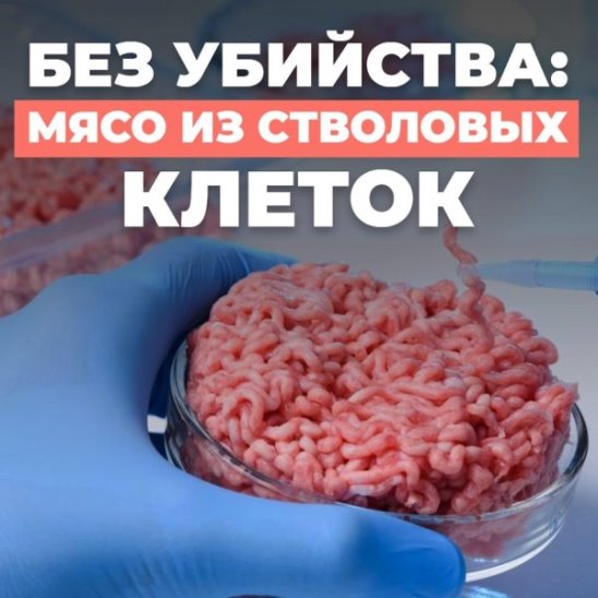 Без убийства: мясо из стволовых клеток