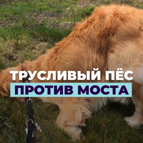 Трусливый пёс против моста смотреть онлайн Трусливый пёс против моста