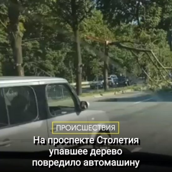 Дерево упало на дорогу в районе фабрики Заря