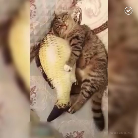 Кот и рыба