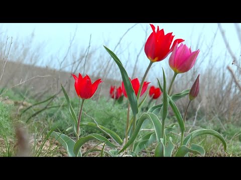 Тюльпаны на горе богдо