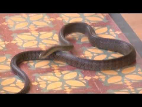 Змеи в отелях