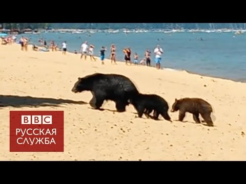 Медведи на пляже