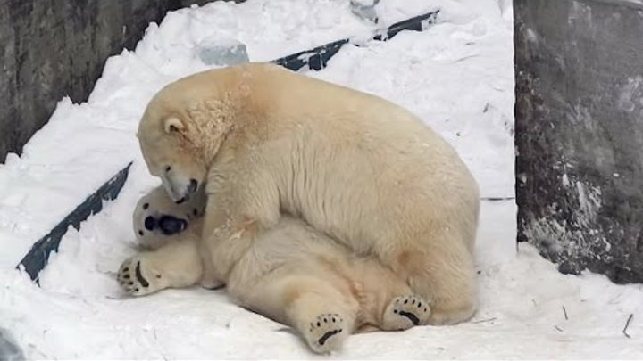 Спаривание белое. Спаривание медведей. Белые медведи спариваются. Новосибирский зоопарк белые медведи. Спаривание белых медведей.