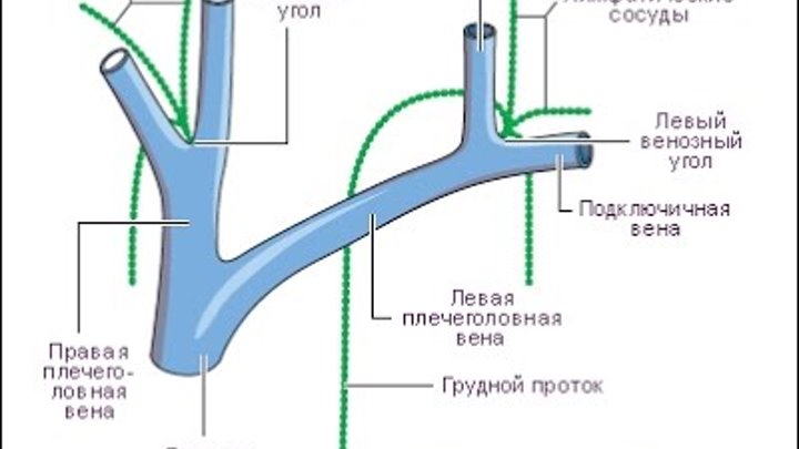 Расширение яремных вен. Пироговский венозный узел. Венозный угол. Левый венозный угол. Правый венозный угол.