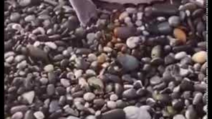 Таинственный певец на берег выброшен грозою