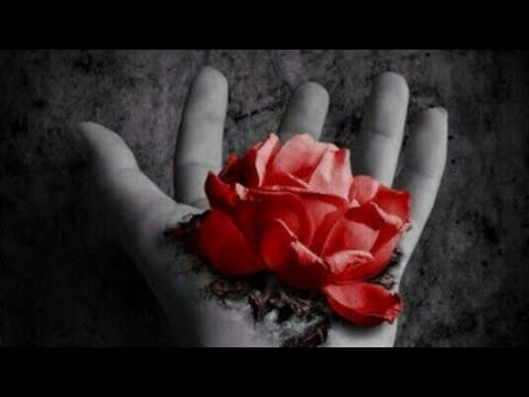 Гули садбарги сурх картинка