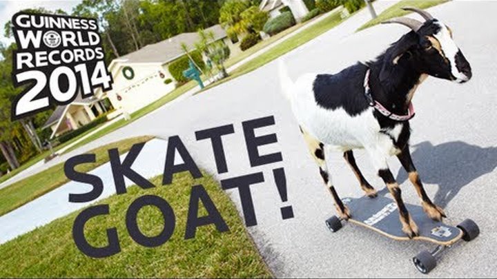 To be a Goat реклама. Мировые рекорды животных на английском. Have a go at Skateboarding. The further distance