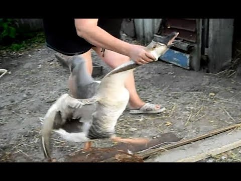 Гусь с пером в носу