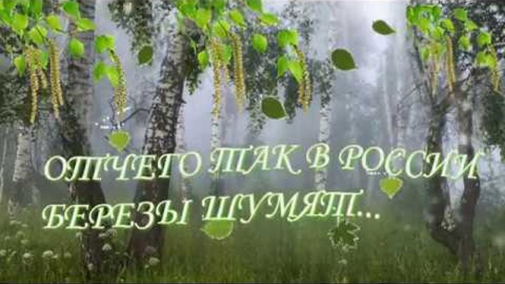 Почему в россии березы шумят песня. Отчего так в России березы шумят. Отчего так в России. Отчего так в России берёзы шумят фото. Песня берёзы отчего так в России берёзы шумят.