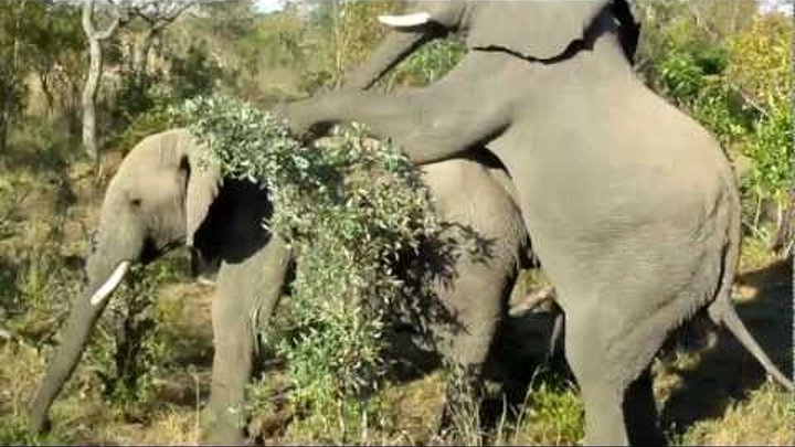 Rare video captured of two male elephant dudes trying to get their groove o...