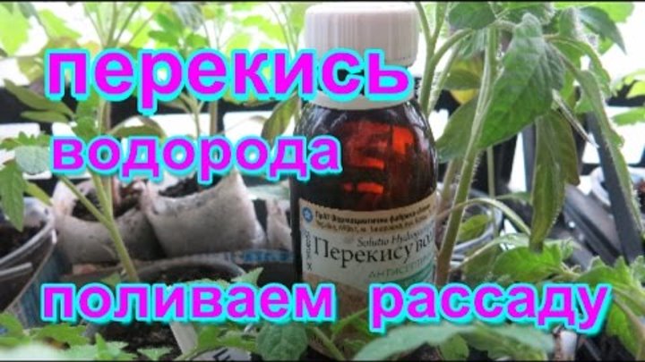 Можно подкормить рассаду перекисью водорода. Полив рассады томатов перекисью. Перекись водорода для полива рассады. Перекись водорода для рассады помидор. Перекись водорода для рассады томатов.