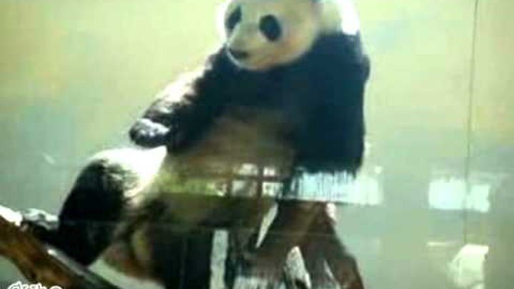 Панда танцует видео. Панда танцует. Хип хоп Панда. Танцующая Панда видео.