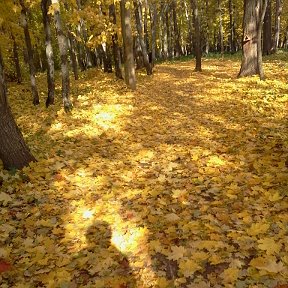 Фотография "Осень"