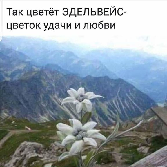 Цветок Эдельвейс на Эльбрусе