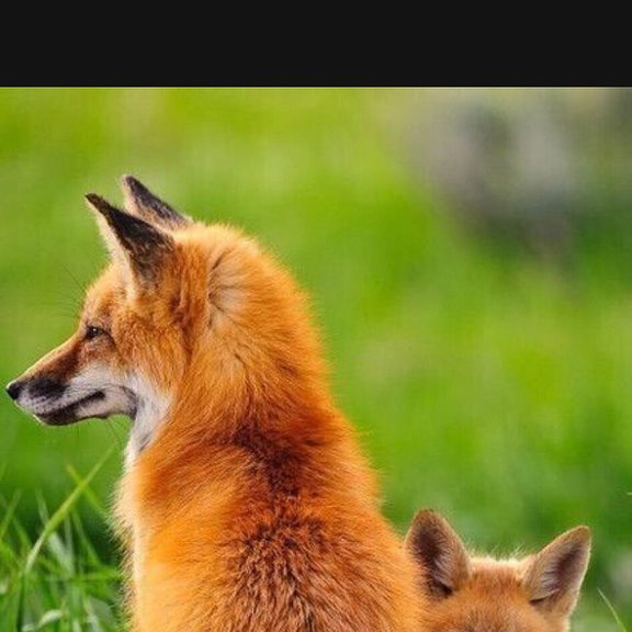 Tara fox. Лиса зовет к себе.