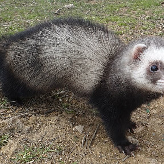 Фретка шампань. Харьков животных. Харьков экопарк альпака. Хорек соболь. Харьков животных.