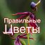 Правильные Цветы 🌸Калиничева Наталья