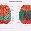 Arzt Neurologie