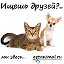 GetAnimal Животные в добрые руки