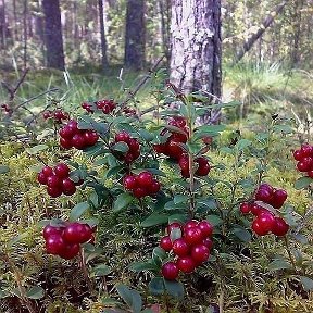 Фотография от Мария Еремеева