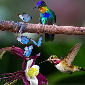 Фотография от kolibri kolibri