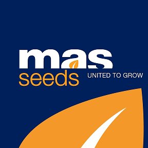 Фотография от MAS Seeds RU