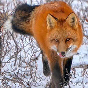 Фотография от Валентина Бурмистрова(Ковалёва)