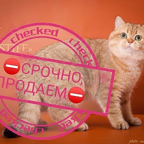 Фотография от Питомник Chestiff