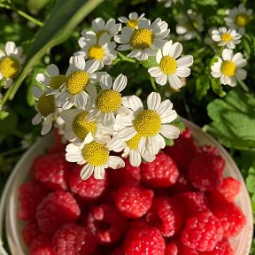 Фотография от Наталья Подчезерцева (Еманова)