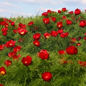 Фотография от Ш 💕замужем💕